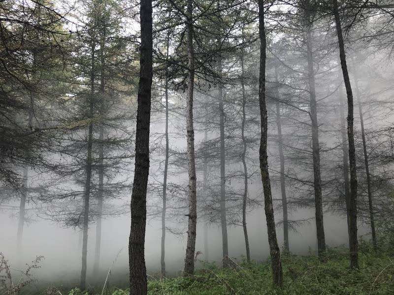 临夏凯恒咨询效劳有限公司在临夏县三岔坪国营林场开展无人机飞防作业 - 子公司要闻 - 资讯中心 - 凯恒   无人机